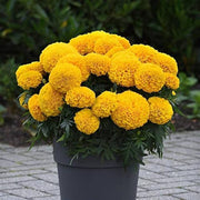 African Marigold Seeds