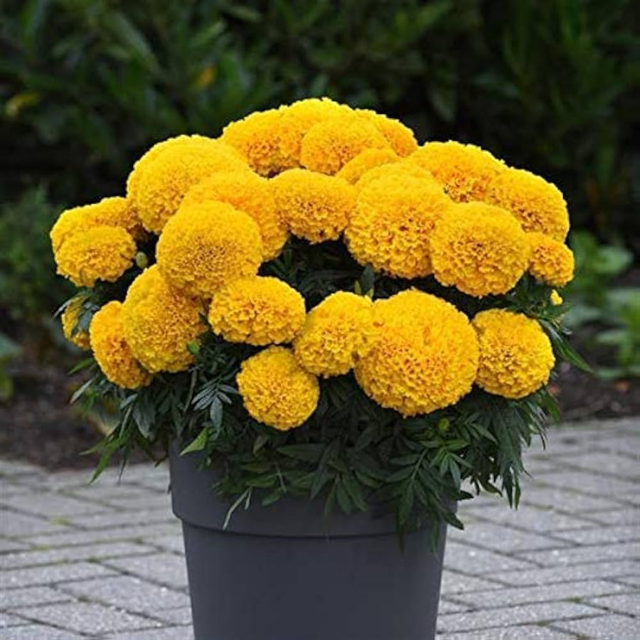 African Marigold Seeds