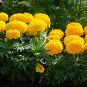 African Marigold Seeds