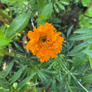 African Mix Marigold Seeds