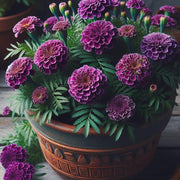 African Purple Marigold Seeds