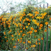 African Sunset Vine Seeds