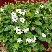 African Sunset Vine Seeds
