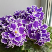 Exotic Purple African Violet Seeds