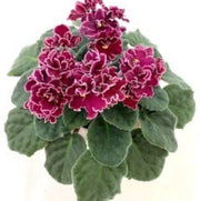Burgundy Saintpaulia African Violet Seeds