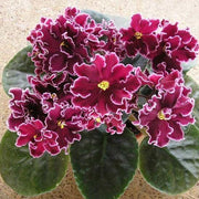 Burgundy Saintpaulia African Violet Seeds