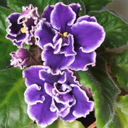 Exotic Purple African Violet Seeds