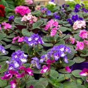 Mixed Colors African Violet Seeds