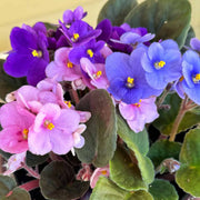 Mixed Colors African Violet Seeds