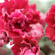 Red Saintpaulia African Violet Seeds