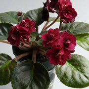 Red Saintpaulia African Violet Seeds