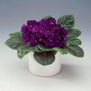 Saintpaulia African Violet Seeds