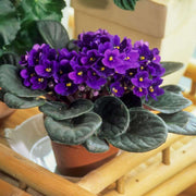 Saintpaulia African Violet Seeds
