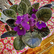 Violet African Violet Seeds
