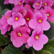 Pink African Violet Seeds