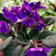 Violet African Violet Seeds