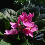 Pink African Violet Seeds