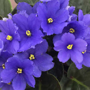 African Violet Seeds – Saintpaulia ionantha