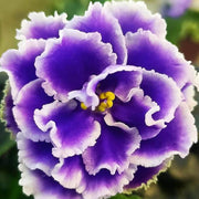 Exotic Purple African Violet Seeds