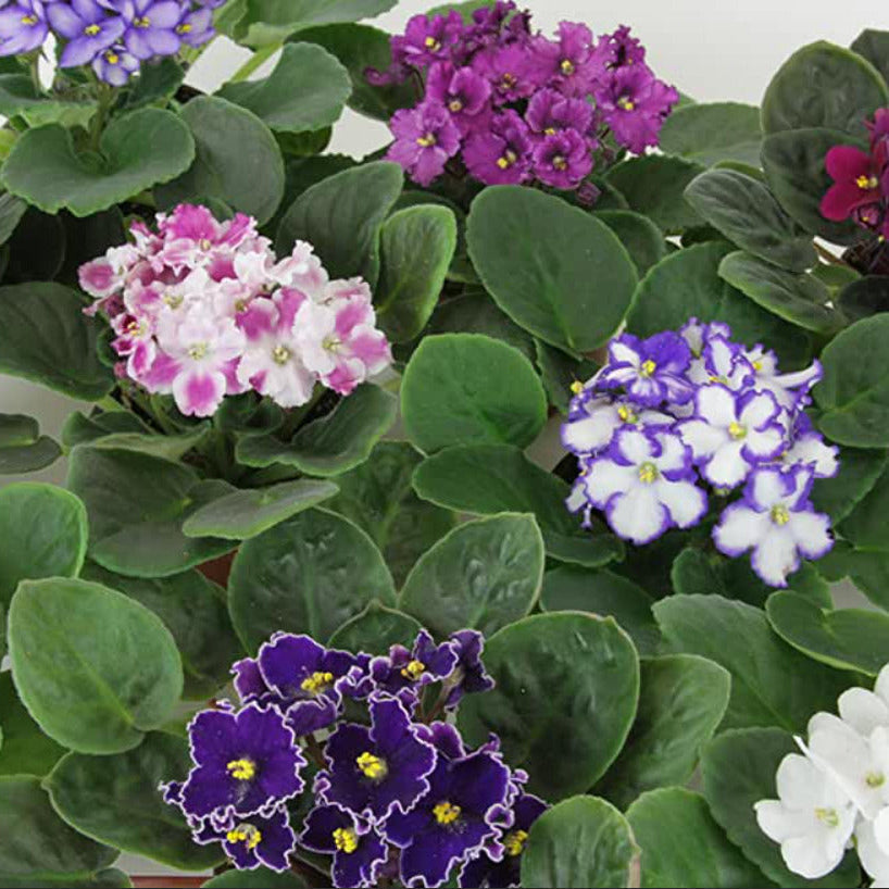 Mixed Colors African Violet Seeds