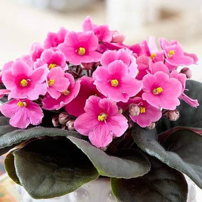 Pink African Violet Seeds