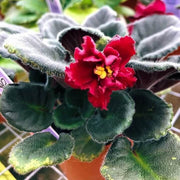 Red Saintpaulia African Violet Seeds