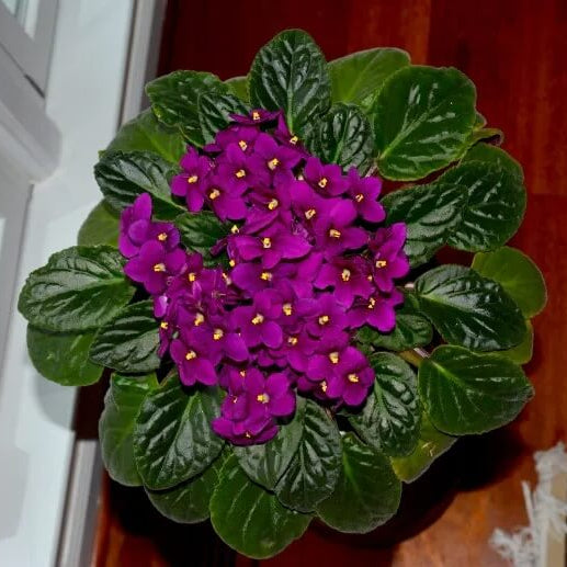 Saintpaulia African Violet Seeds