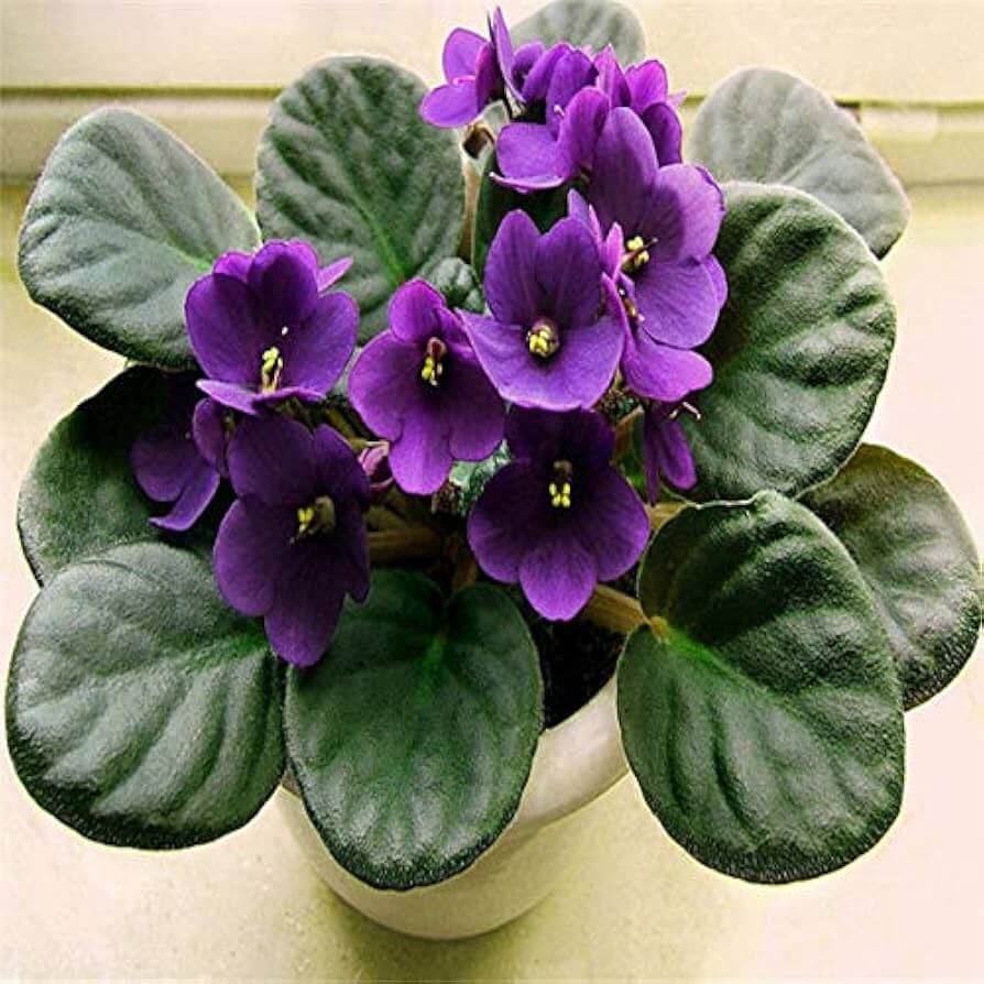 Violet African Violet Seeds