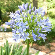 Light Blue Agapanthus Seeds