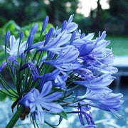 Light Blue Agapanthus Seeds