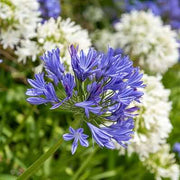 Violet Hardy Mixed Agapanthus Seeds