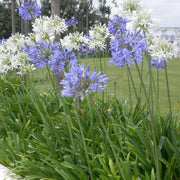 Violet Hardy Mixed Agapanthus Seeds