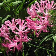 Pink African Lily Agapanthus Seeds