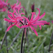 Pink African Lily Agapanthus Seeds