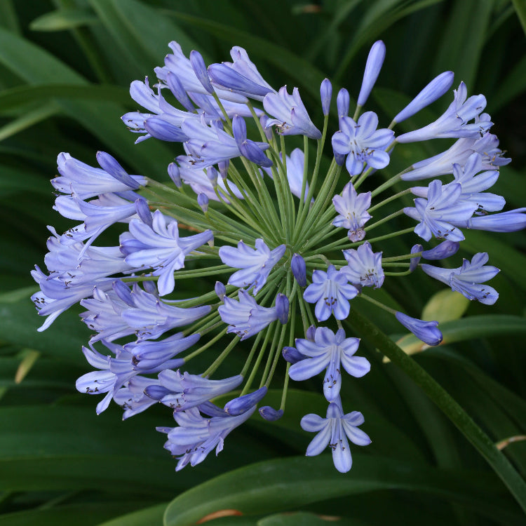 Light Blue Agapanthus Seeds