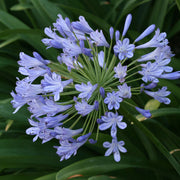 Light Blue Agapanthus Seeds