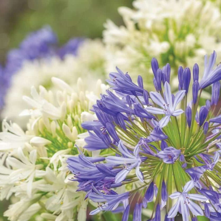 Violet Hardy Mixed Agapanthus Seeds