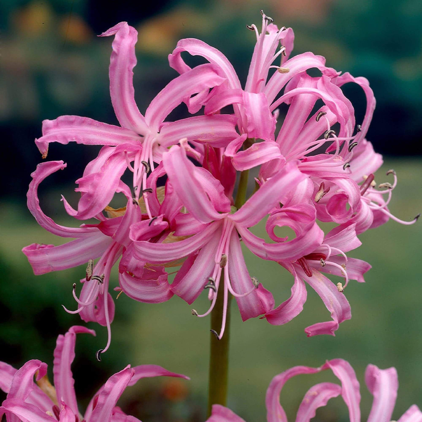 Pink African Lily Agapanthus Seeds
