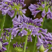 Violet Agapanthus Seeds