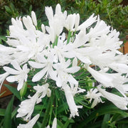 White Agapanthus Seeds