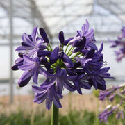 Violet Hardy Agapanthus Seeds