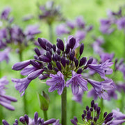 Violet Hardy Agapanthus Seeds