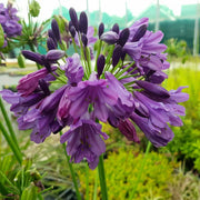 Violet Agapanthus Seeds