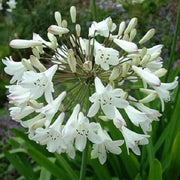 White Agapanthus Seeds