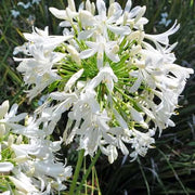 White Agapanthus Seeds