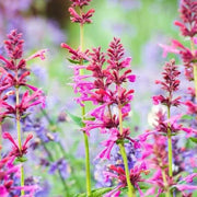 Hummingbird Mint Agastache Seeds