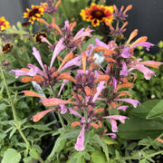 Arizona Sunset Agastache Seeds