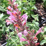 Arizona Sunset Agastache Seeds