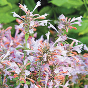 Arizona Sunset Agastache Seeds