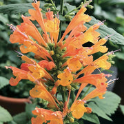 Orange Agastache Seeds